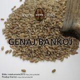 KP190 Genaj bankoj